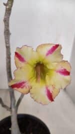 Planta Simples 3100 – 30cm – 02 anos