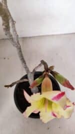 Planta Simples 3100 – 30cm – 02 anos - Imagem 4