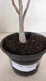 Planta Simples 3100 – 30cm – 02 anos - Imagem 7