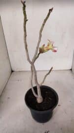 Planta Simples 3100 – 30cm – 02 anos - Imagem 5