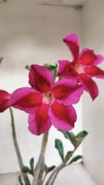 Planta Simples 3101 – 35cm – 03 anos