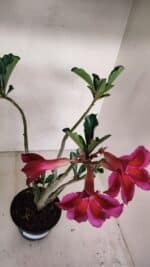 Planta Simples 3101 – 35cm – 03 anos - Imagem 5