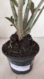 Planta Simples 3101 – 35cm – 03 anos - Imagem 8