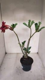 Planta Simples 3101 – 35cm – 03 anos - Imagem 7