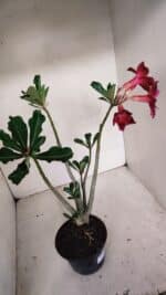 Planta Simples 3101 – 35cm – 03 anos - Imagem 6