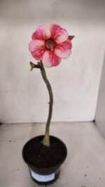 Planta Simples 3102 – 30cm – 02 anos - Imagem 2