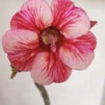 Planta Simples 3102 – 30cm – 02 anos