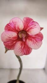 Planta Simples 3102 – 30cm – 02 anos