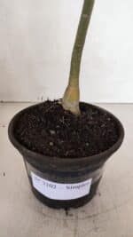 Planta Simples 3102 – 30cm – 02 anos - Imagem 6