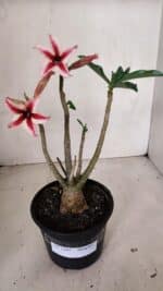 Planta Simples 3103 – 30cm – 03 anos - Imagem 2