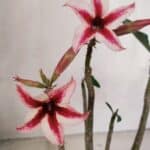 Planta Simples 3103 – 30cm – 03 anos