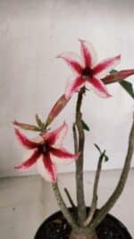 Planta Simples 3103 – 30cm – 03 anos