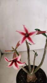 Planta Simples 3103 – 30cm – 03 anos - Imagem 4