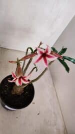 Planta Simples 3103 – 30cm – 03 anos - Imagem 5