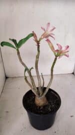 Planta Simples 3103 – 30cm – 03 anos - Imagem 6