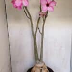 Planta Simples 3105 – 60cm – 04 anos