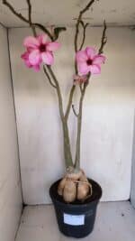 Planta Simples 3105 – 60cm – 04 anos