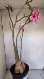 Planta Simples 3105 – 60cm – 04 anos - Imagem 8