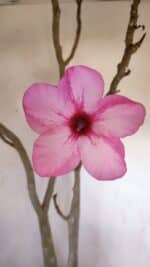 Planta Simples 3105 – 60cm – 04 anos - Imagem 3