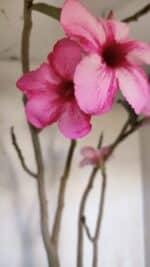 Planta Simples 3105 – 60cm – 04 anos - Imagem 5