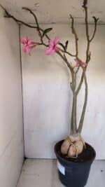 Planta Simples 3105 – 60cm – 04 anos - Imagem 11