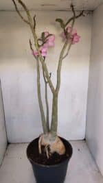 Planta Simples 3105 – 60cm – 04 anos - Imagem 10