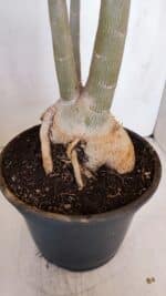 Planta Simples 3105 – 60cm – 04 anos - Imagem 7