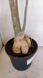 Planta Simples 3105 – 60cm – 04 anos - Imagem 9