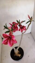 Planta Simples 3106 – 35cm – 03 anos - Imagem 5