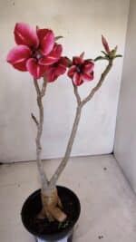 Planta Simples 3106 – 35cm – 03 anos - Imagem 4