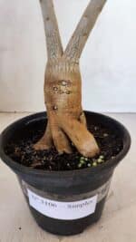 Planta Simples 3106 – 35cm – 03 anos - Imagem 8