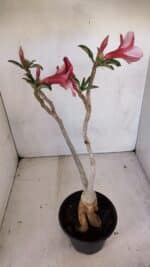 Planta Simples 3106 – 35cm – 03 anos - Imagem 7