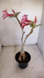 Planta Simples 3106 – 35cm – 03 anos - Imagem 6