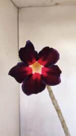 Planta Simples 3107 – 35cm – 03 anos - Imagem 6