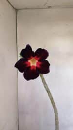 Planta Simples 3107 – 35cm – 03 anos - Imagem 3