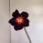 Planta Simples 3107 – 35cm – 03 anos