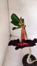 Planta Simples 3107 – 35cm – 03 anos - Imagem 4