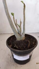 Planta Simples 3107 – 35cm – 03 anos - Imagem 8