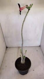 Planta Simples 3107 – 35cm – 03 anos - Imagem 7