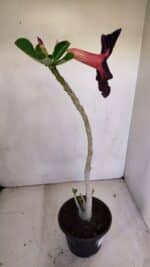 Planta Simples 3107 – 35cm – 03 anos - Imagem 5