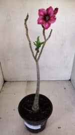 Planta Simples 3108 – 35cm – 03 anos - Imagem 2