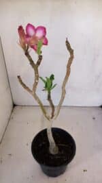 Planta Simples 3108 – 35cm – 03 anos - Imagem 5