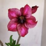 Planta Simples 3108 – 35cm – 03 anos