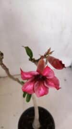 Planta Simples 3108 – 35cm – 03 anos - Imagem 4