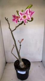 Planta Simples 3109 – 40cm – 03 anos - Imagem 2