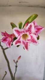 Planta Simples 3109 – 40cm – 03 anos - Imagem 3