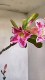 Planta Simples 3109 – 40cm – 03 anos - Imagem 5