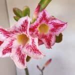 Planta Simples 3109 – 40cm – 03 anos