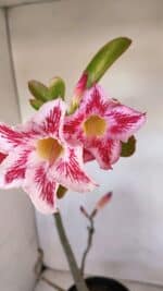 Planta Simples 3109 – 40cm – 03 anos