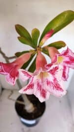 Planta Simples 3109 – 40cm – 03 anos - Imagem 4